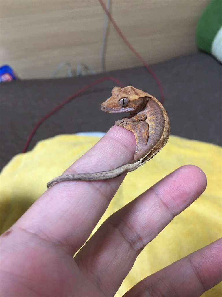 ガーゴイル ゲッコー ガーゴイルゲッコー ツノミカドヤモリ の特徴と飼育方法などをご紹介