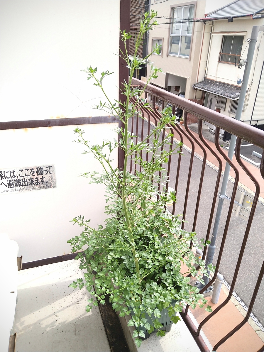 f:id:datetaira:20220416122740j:plain
