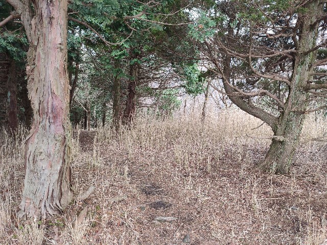 f:id:datsuryokuman:20230213095417j:image