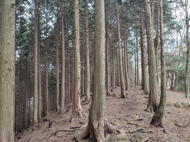 f:id:datsuryokuman:20230213095433j:image