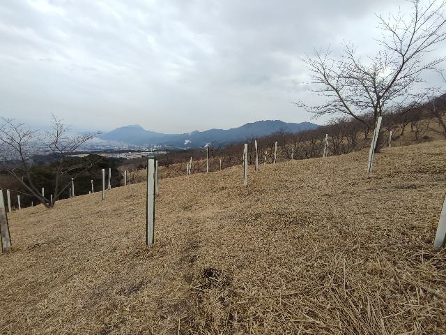 f:id:datsuryokuman:20230213095842j:image