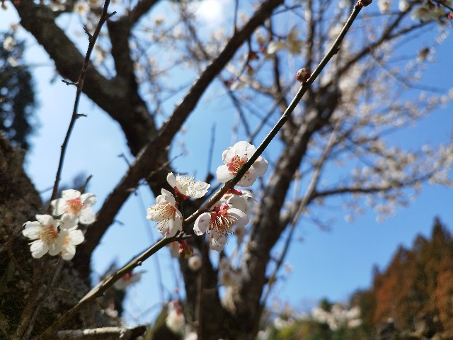 f:id:datsuryokuman:20230306133557j:image