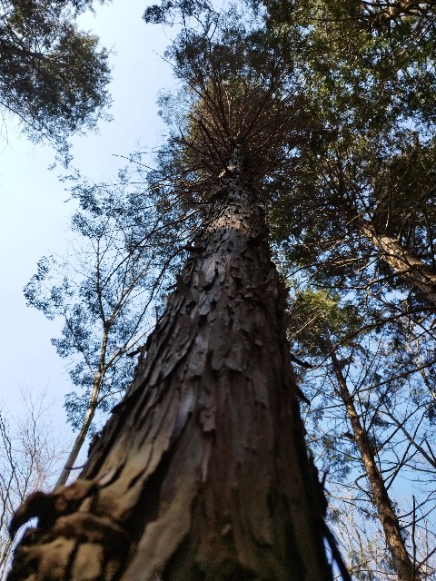 f:id:datsuryokuman:20230306134124j:image