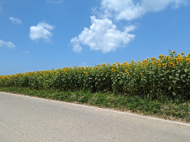 f:id:datsuryokuman:20230527174312j:image