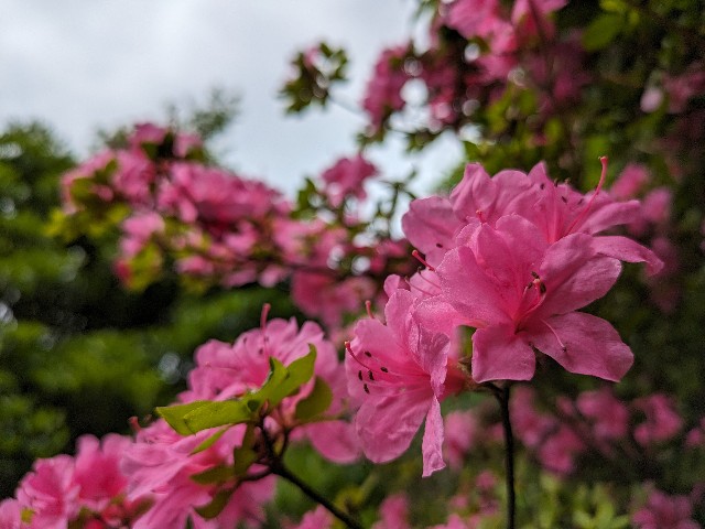 f:id:datsuryokuman:20230604200659j:image