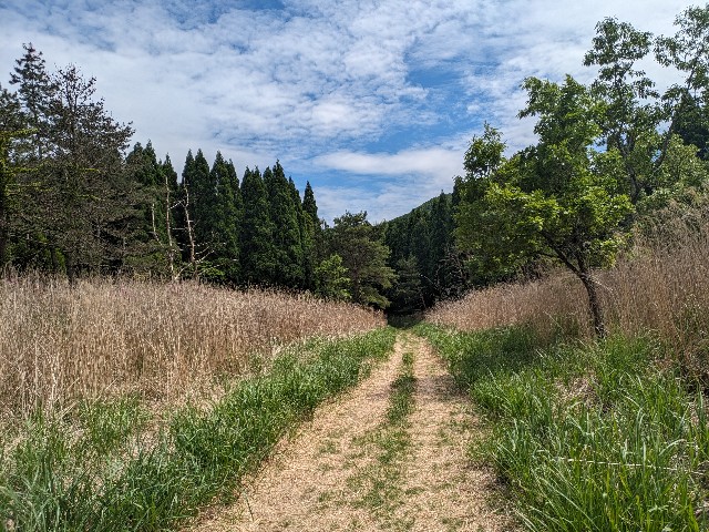 f:id:datsuryokuman:20230604201000j:image