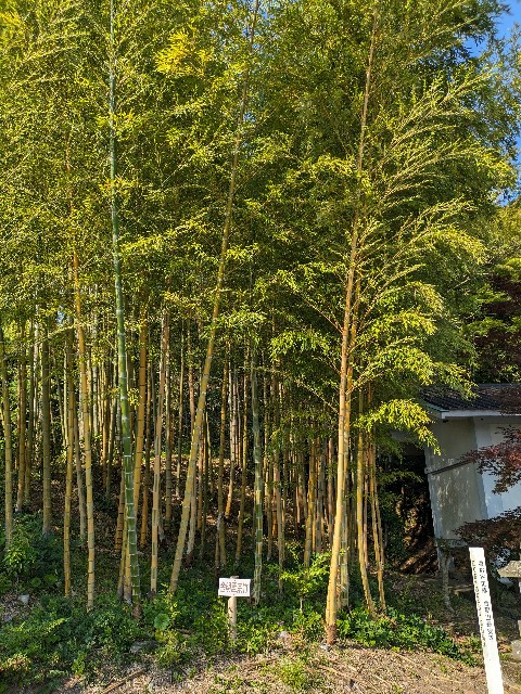 f:id:datsuryokuman:20230619235725j:image