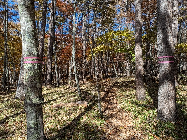 f:id:datsuryokuman:20231031180137j:image