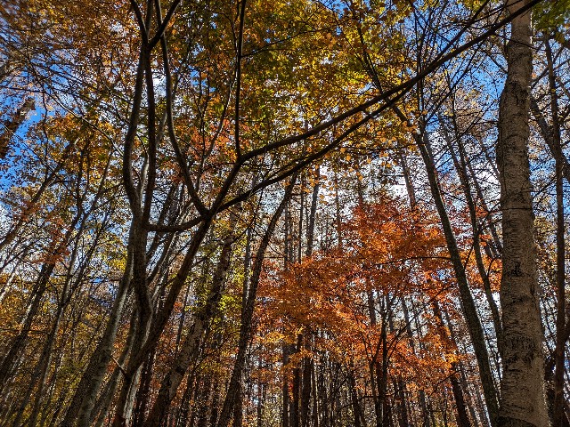 f:id:datsuryokuman:20231031180203j:image