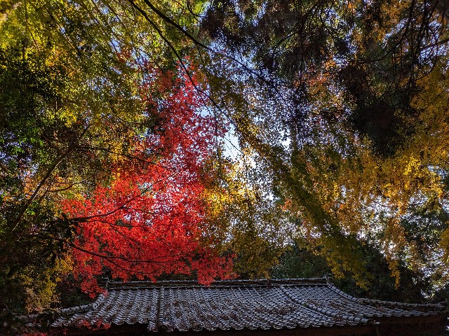 f:id:datsuryokuman:20231123220615j:image