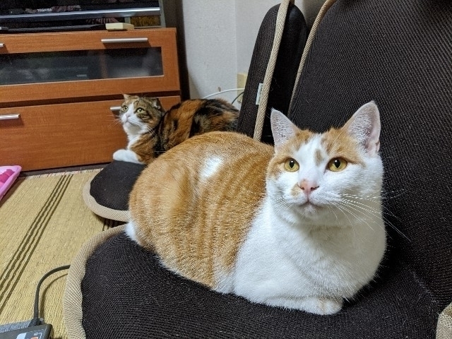 f:id:datsutokio:20191202233610j:plain f:id:datsutokio:20191202233610j:plain