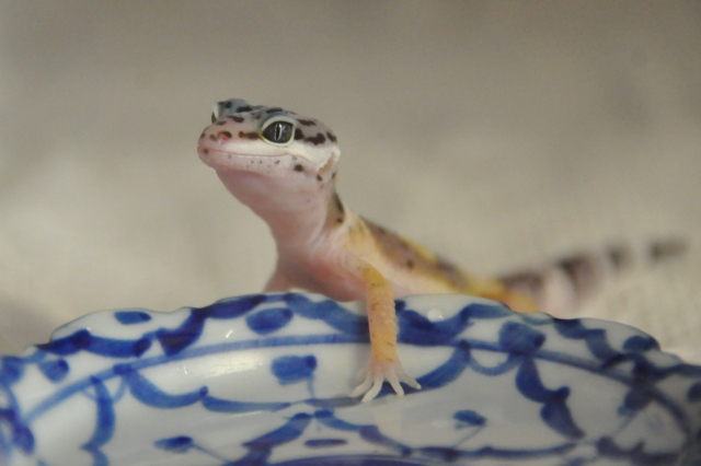 レオパゲルって知ってる 爬虫類に使えるオススメ人工飼料を紹介 アガマやイグアナにも使えちゃうよ アニマペット 動物飼育員がペットの飼い方を教えます