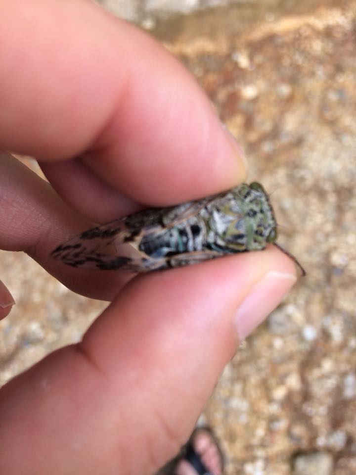 f:id:davadava:20180809035350j:plain