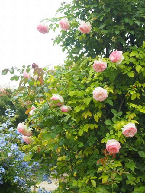 f:id:dawaseur:20170829103211j:plain f:id:dawaseur:20170829103211j:plain