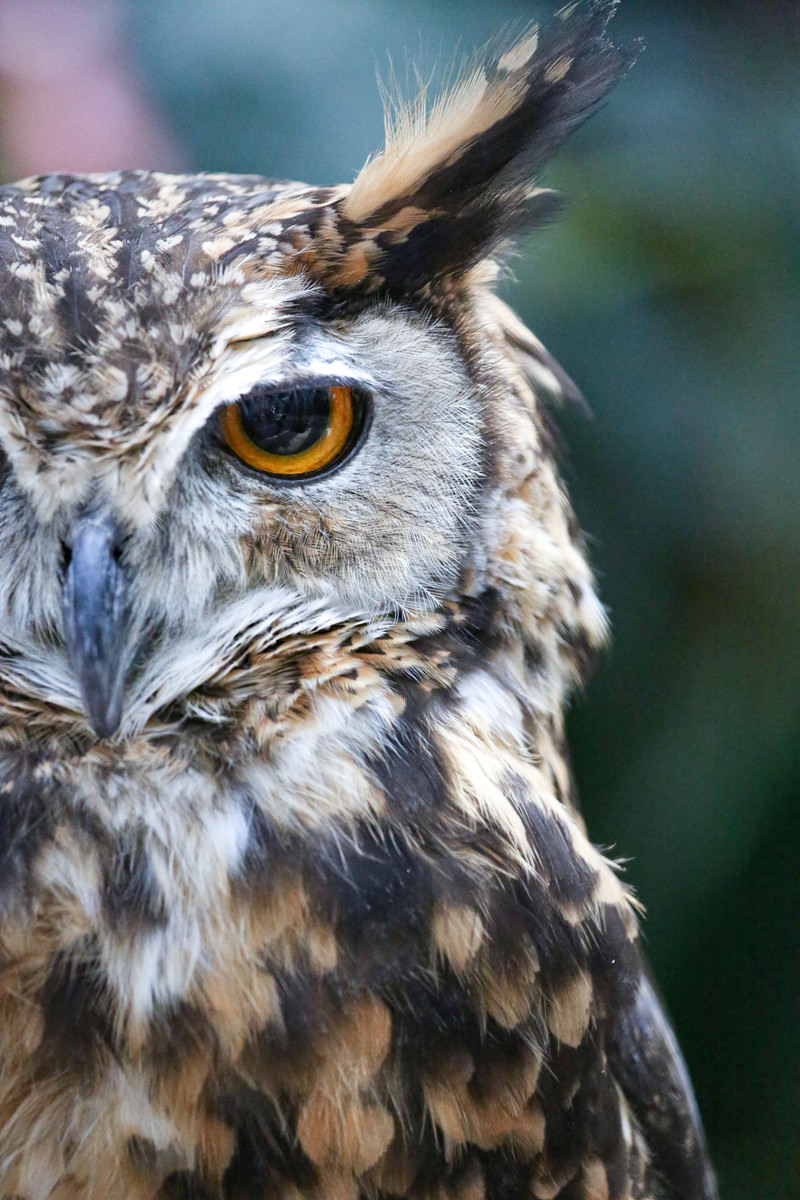 フクロウ目フクロウ科「木兔-ミミズク-」がこちらを見ている