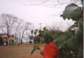 三角公園（ｲｷﾓﾉｼﾘｰｽﾞ）