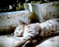 迷い猫
