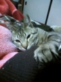 猫に占領された