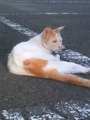猫がいた！