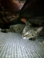 ねむねむ