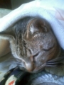 猫重い重い