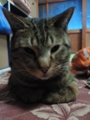 おはにゃん