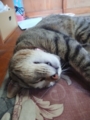 眠い…