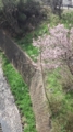 桜が遠い…