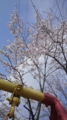 んで、桜