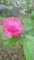 花だ