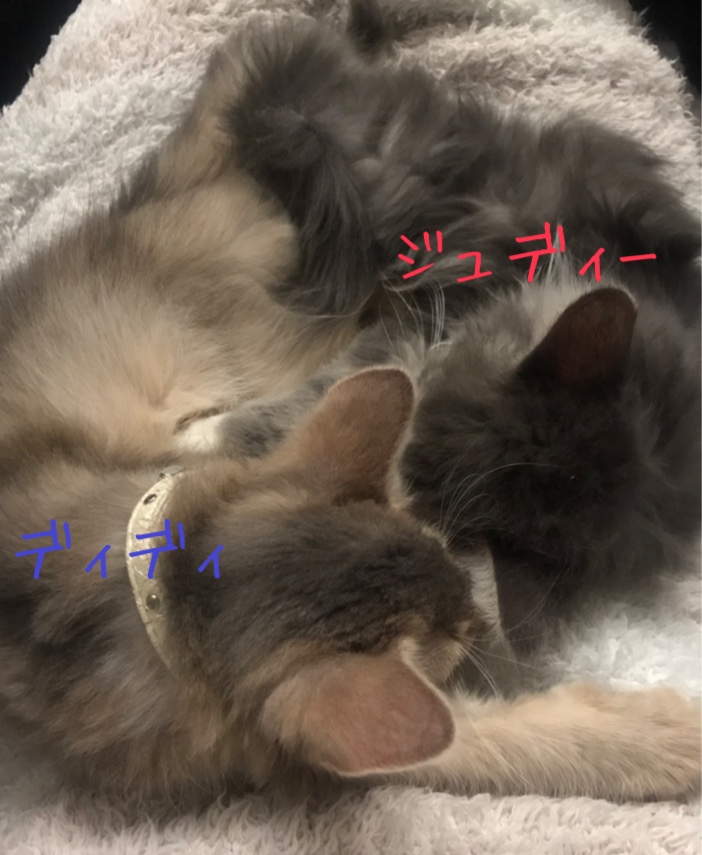 f:id:dd_judy11:20210324221427j:plain