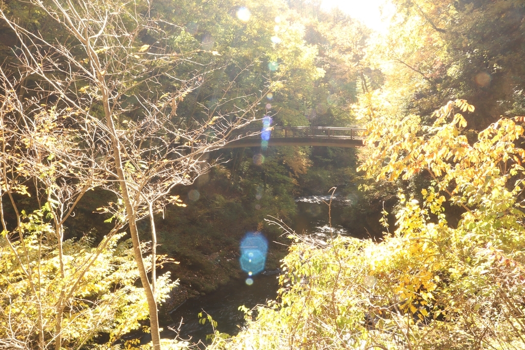 f:id:ddcamp:20181030213421j:plain f:id:ddcamp:20181030213421j:plain