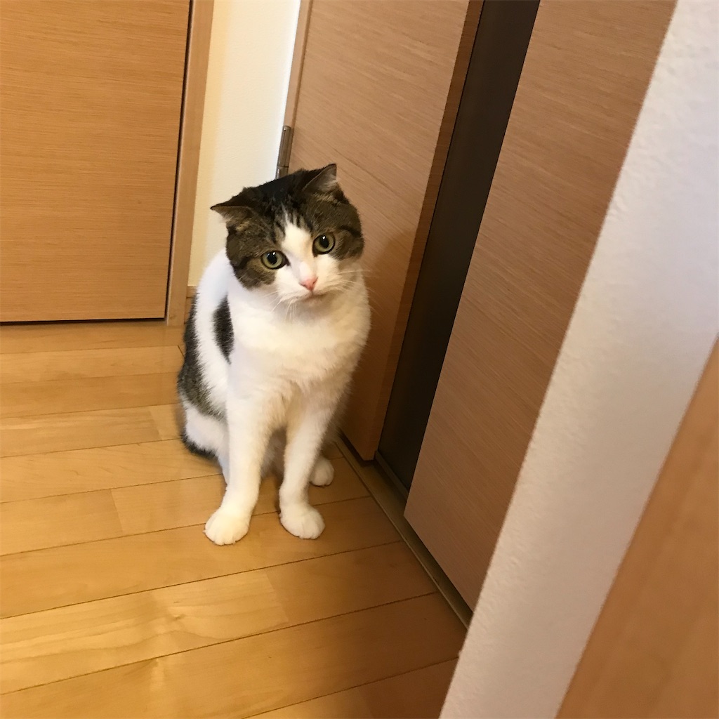 f:id:ddizumi:20191231165220j:image f:id:ddizumi:20191231165220j:image