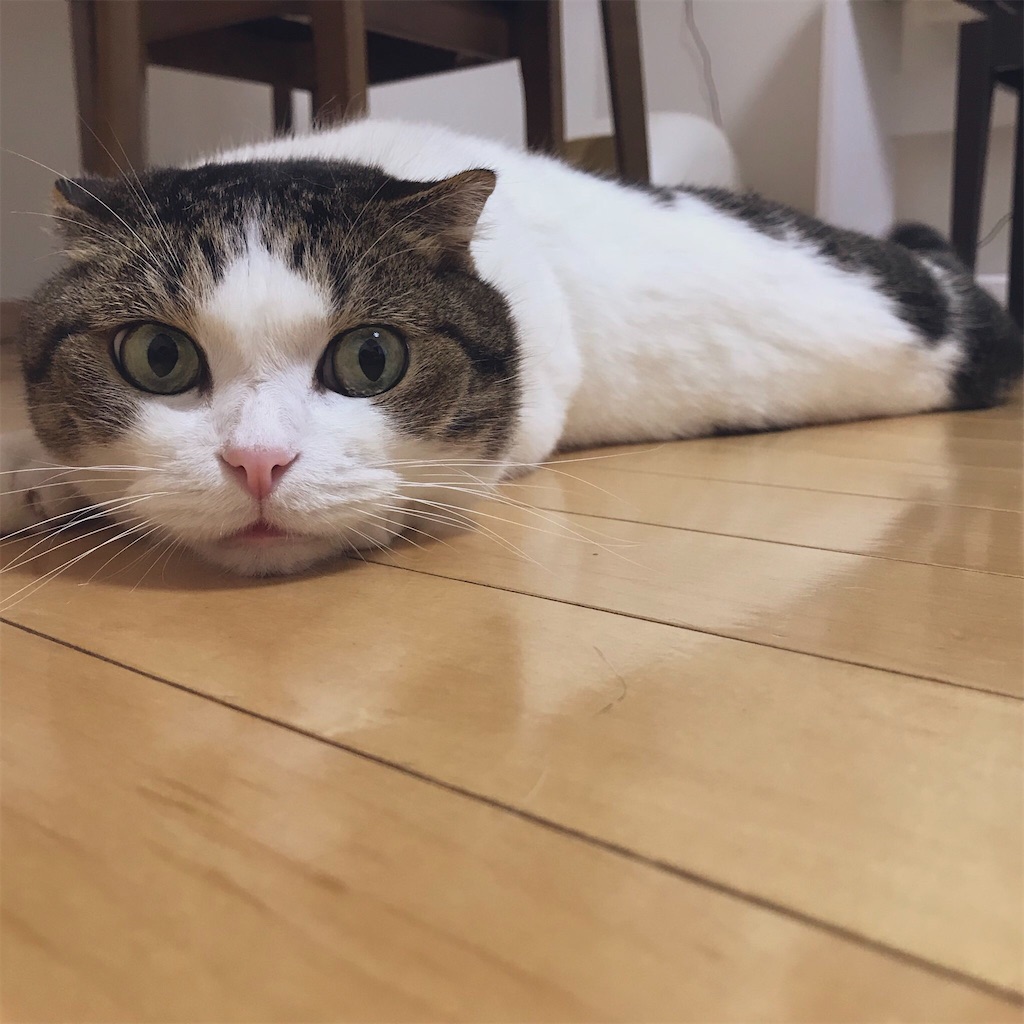f:id:ddizumi:20191231165231j:image f:id:ddizumi:20191231165231j:image