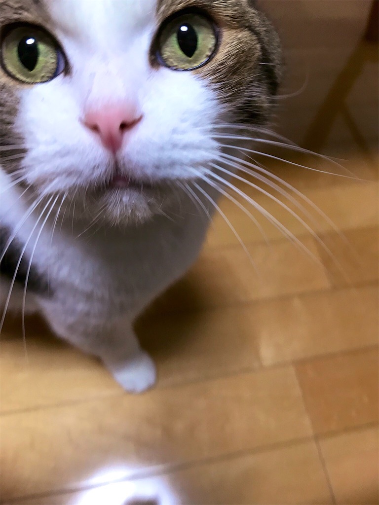 f:id:ddizumi:20191231165235j:image f:id:ddizumi:20191231165235j:image