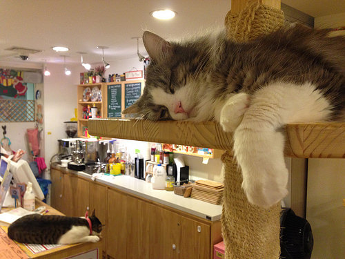 f:id:ddss_msv:20160202192230j:plain f:id:ddss_msv:20160202192230j:plain