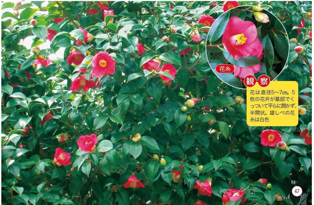 f:id:ddss_msv:20160325190128p:plain f:id:ddss_msv:20160325190128p:plain