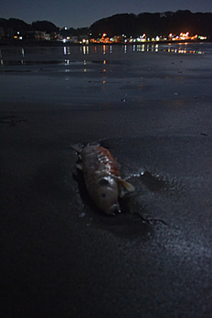 f:id:deafwaterman:20110318220705j:image