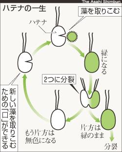 謎の微生物ハテナの事。 - deahiro