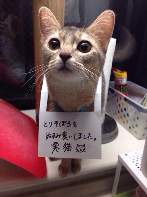 反省中のネコ達 の事 Deahiro S Blog
