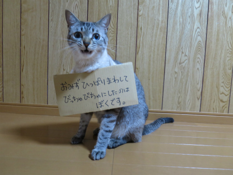 反省中のネコ達 の事 Deahiro S Blog