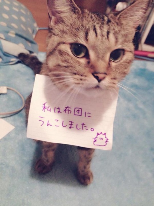 反省中のネコ達 の事 Deahiro S Blog