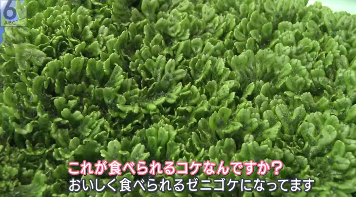 『神戸大学で食べられる苔を研究中』の事。 - deahiro’s blog