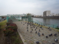 [奇][風景]鳩。