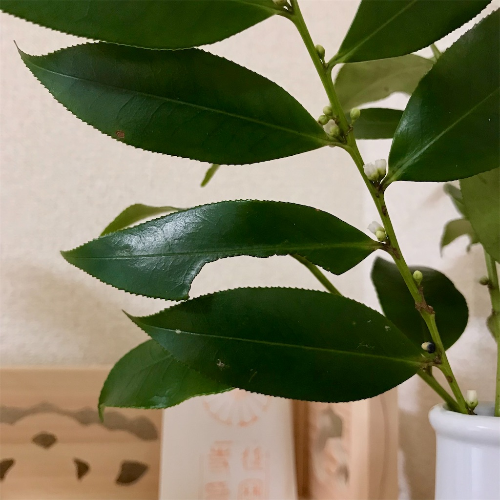 小さな発見 dearsmile 日々のこと