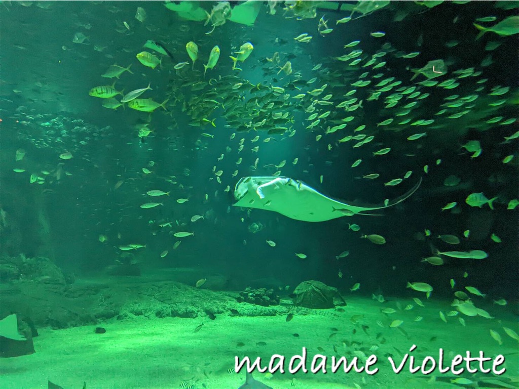 f:id:deb-log:20211228013700j:image