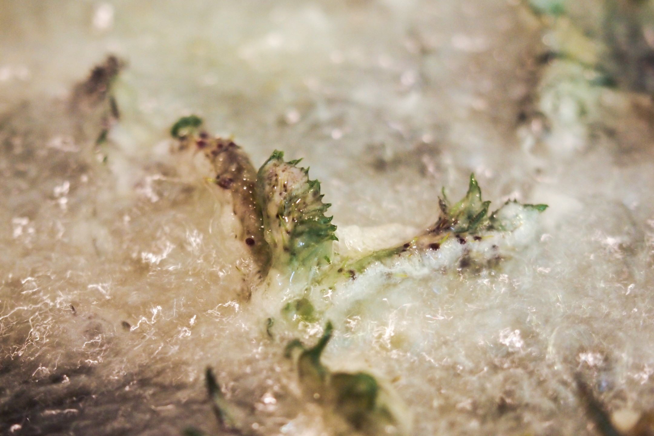 f:id:debabocho:20160621142856j:plain