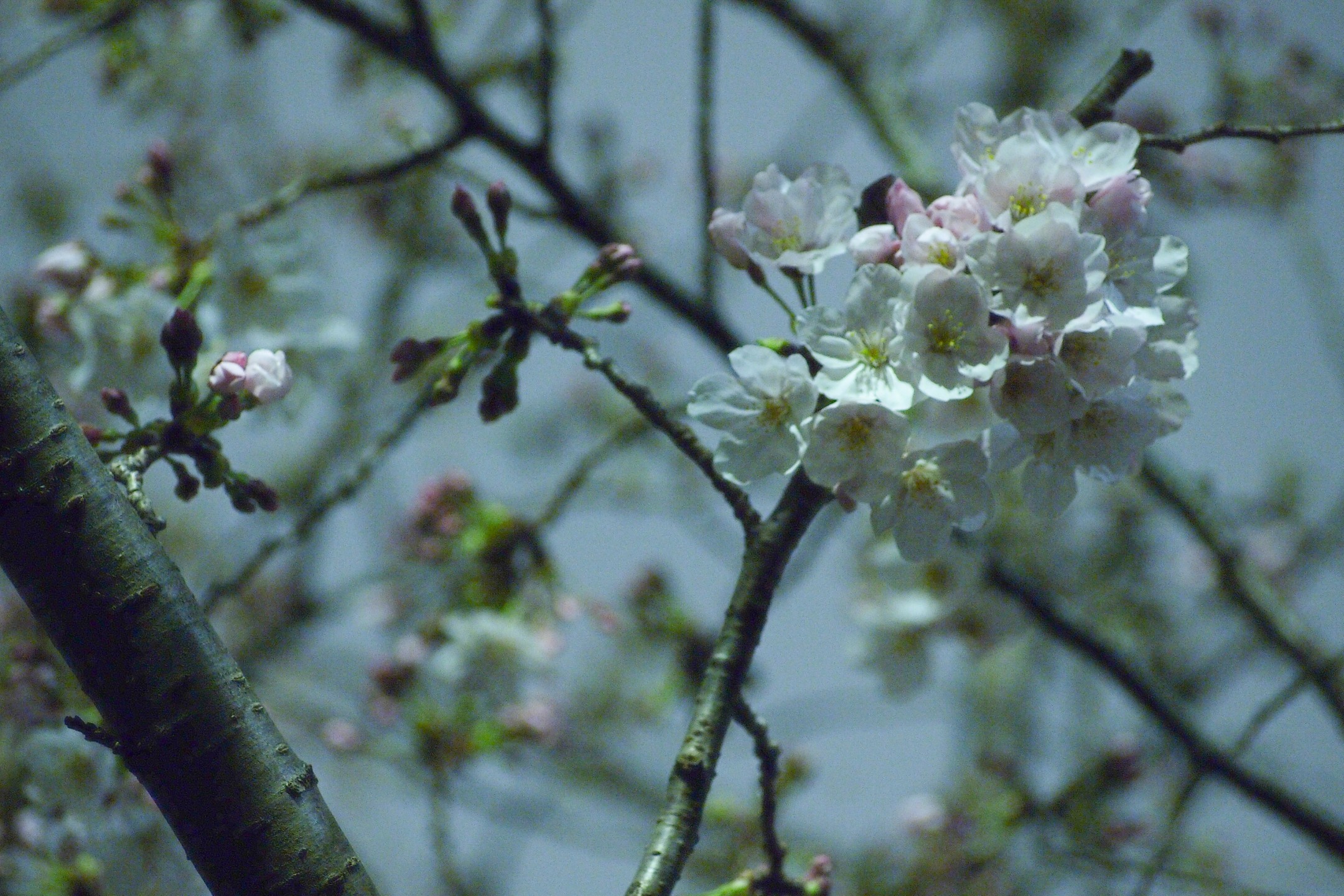 f:id:debabocho:20160621142857j:plain