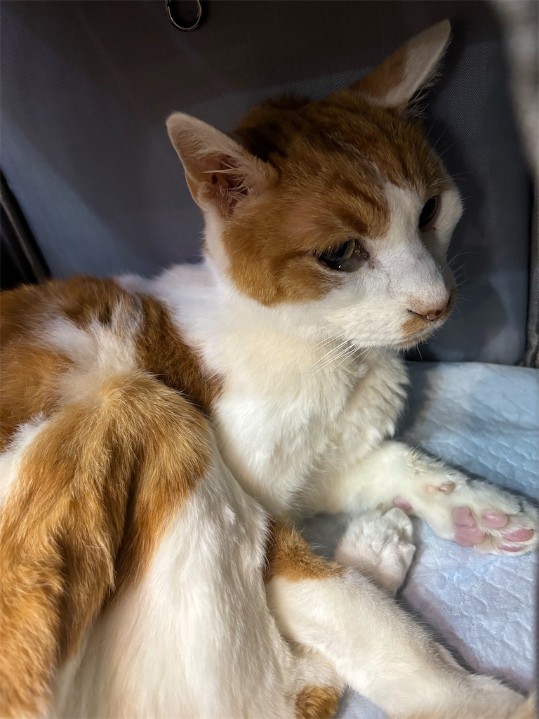 f:id:debunekosuki:20251016205543j:image