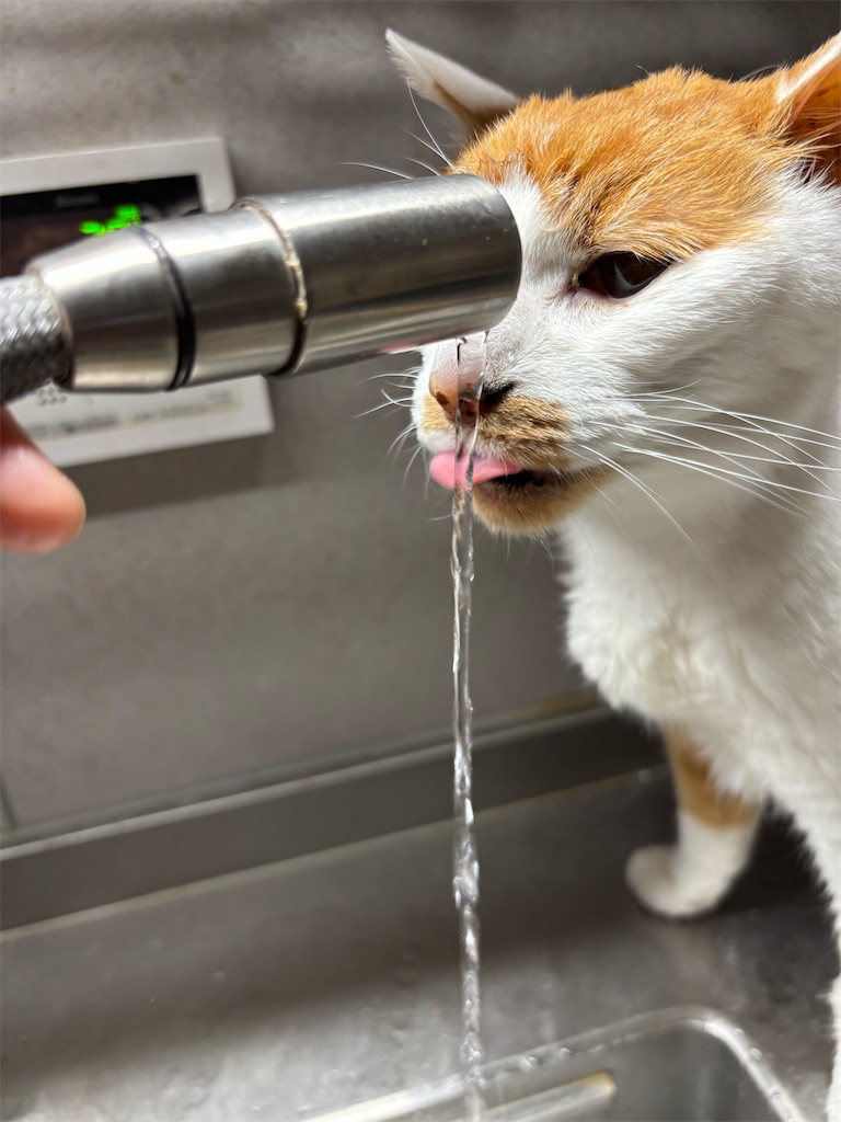 f:id:debunekosuki:20251016212535j:image